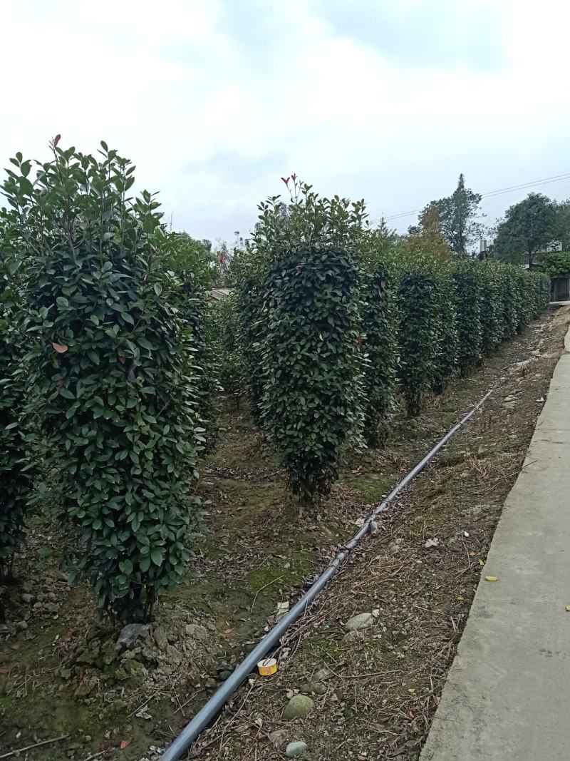 自家苗圃供应精品红叶石楠柱