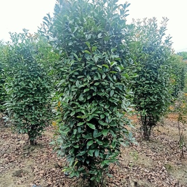 自家苗圃供应精品红叶石楠柱