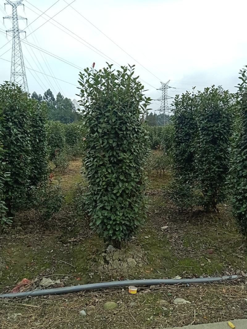 自家苗圃供应精品红叶石楠柱