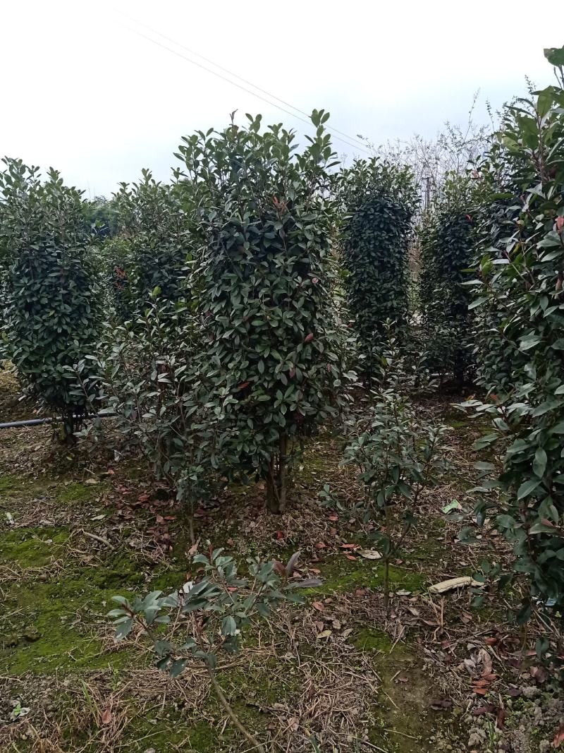 自家苗圃供应精品红叶石楠柱