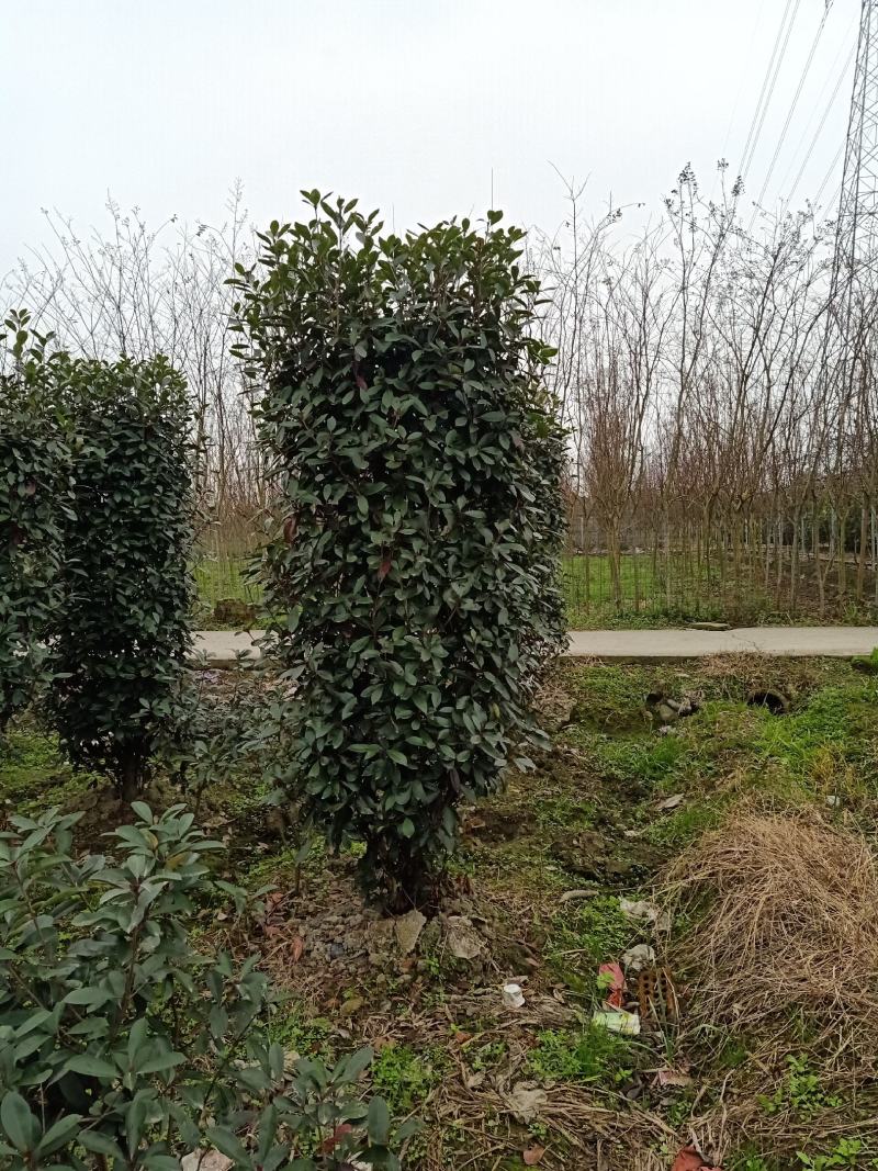 自家苗圃供应精品红叶石楠柱