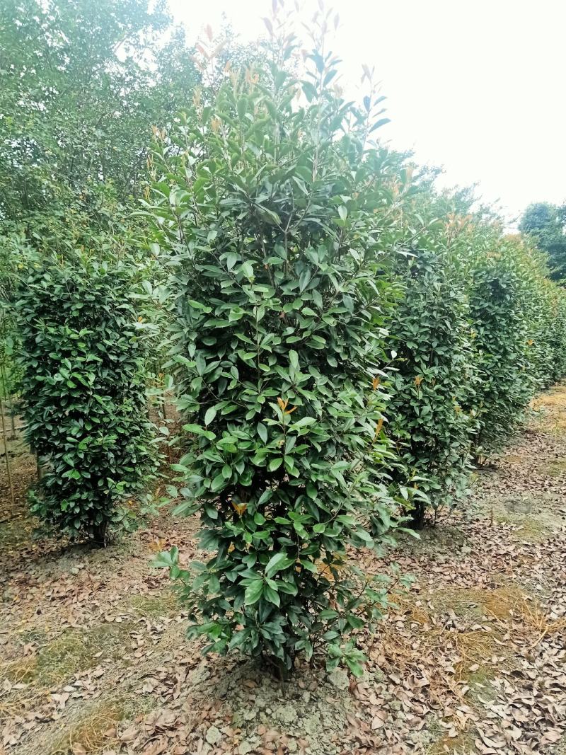 自家苗圃供应精品红叶石楠柱