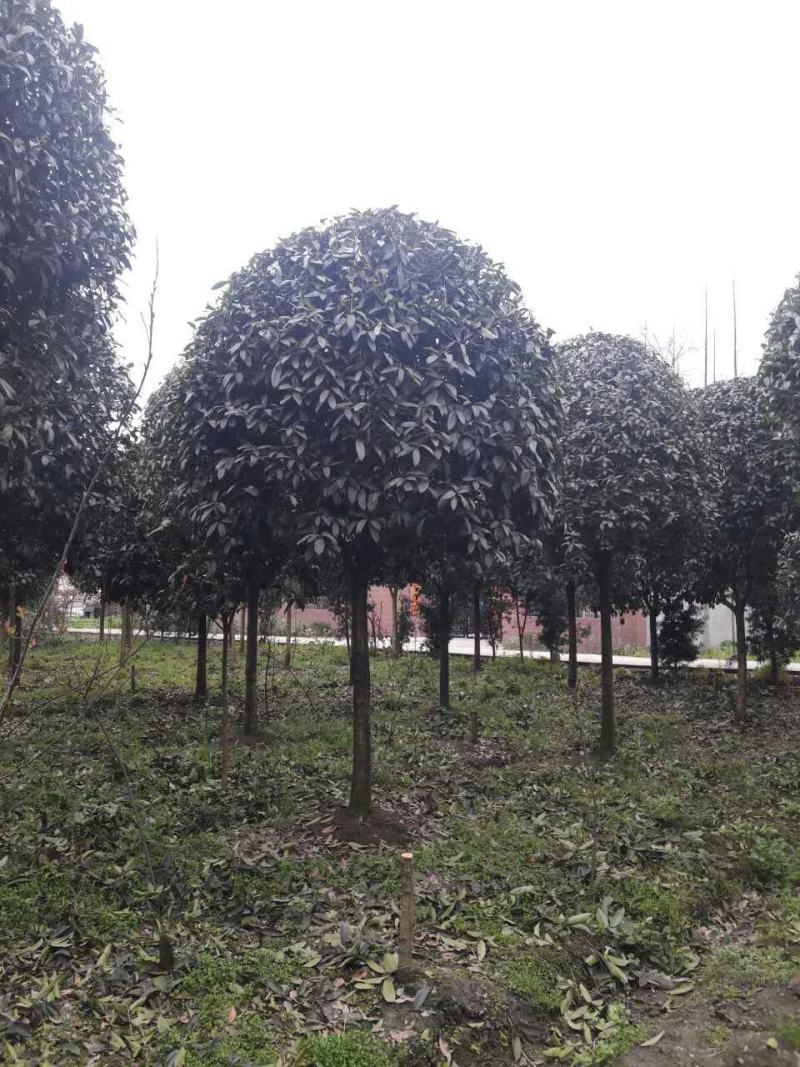 自家苗圃供应精品桂花