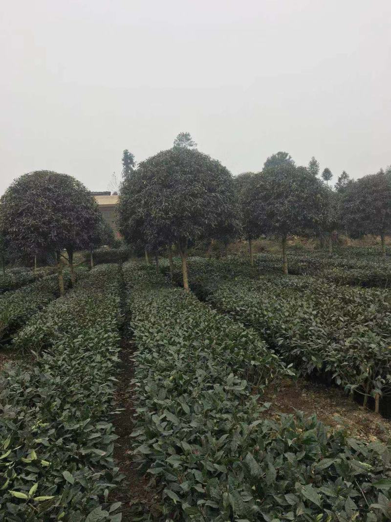 自家苗圃供应精品桂花