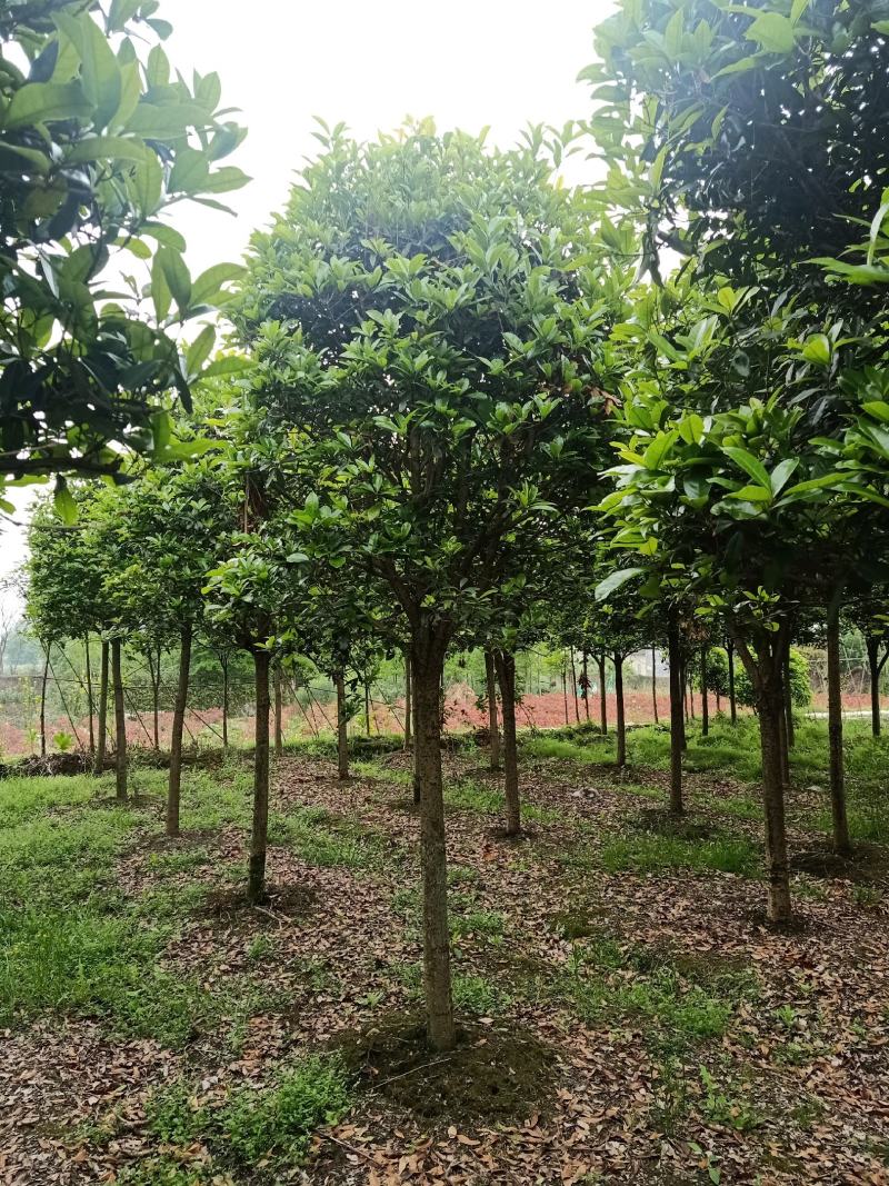自家苗圃供应精品桂花