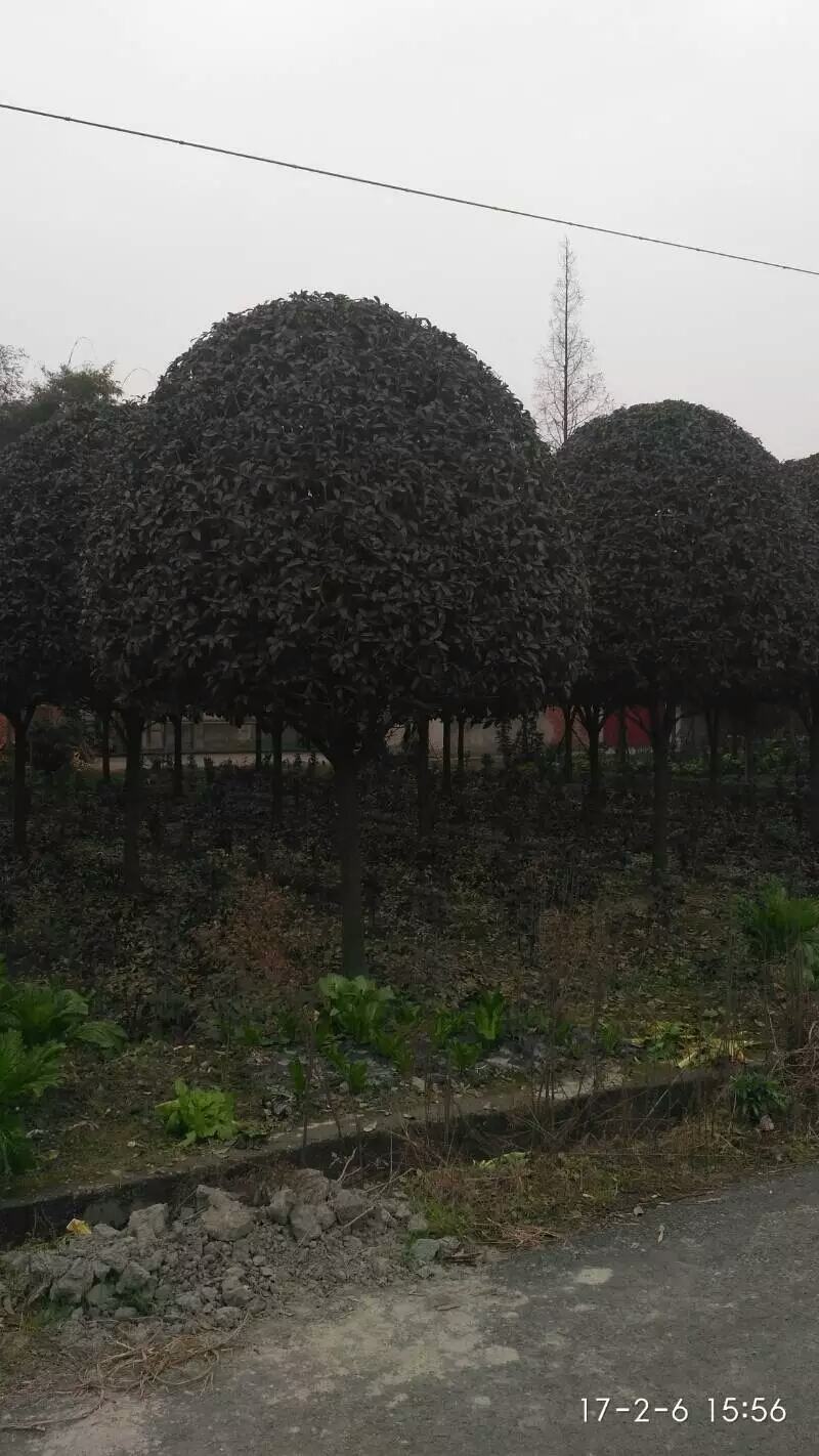 自家苗圃供应精品桂花
