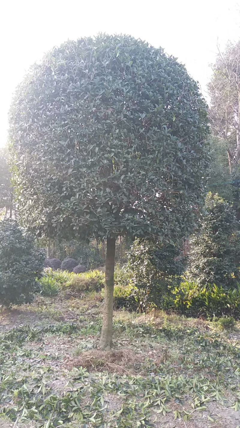 自家苗圃供应精品桂花