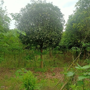 自家苗圃供应精品桂花