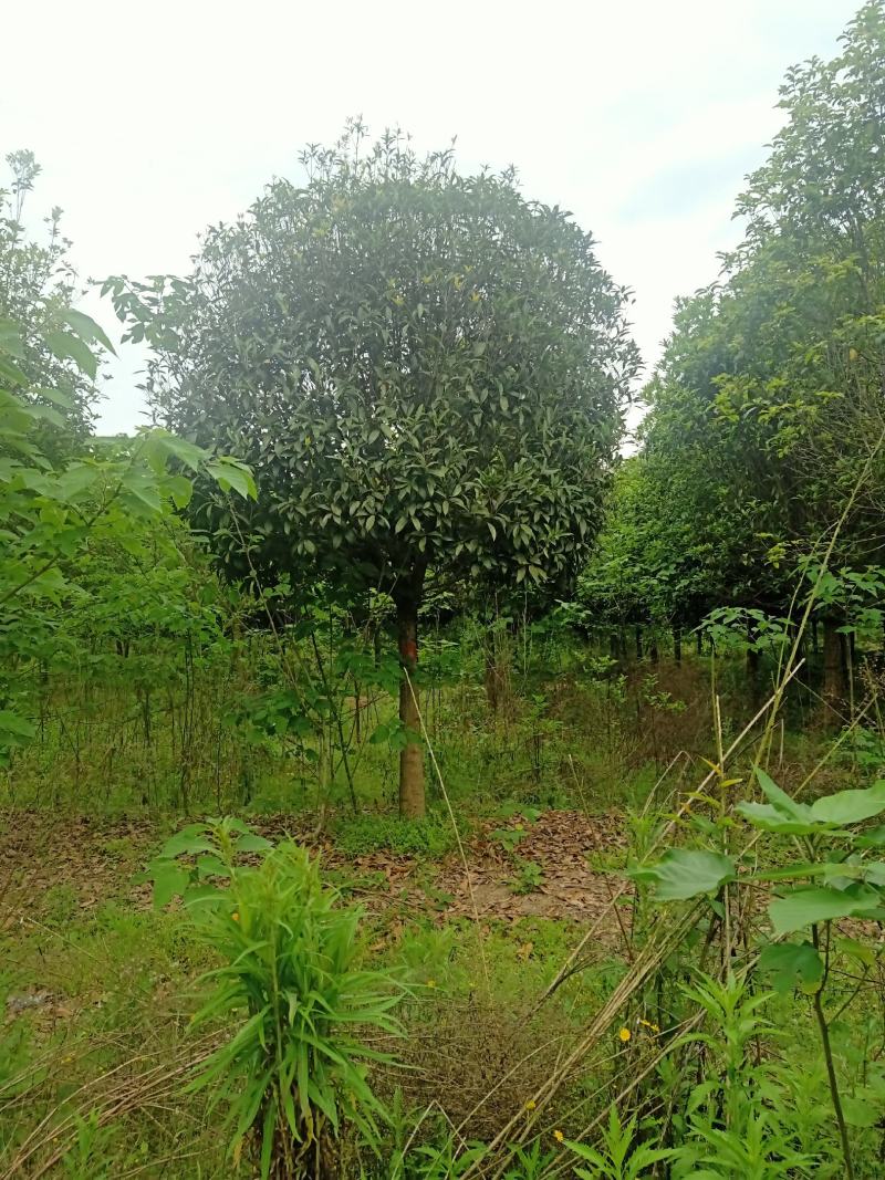 自家苗圃供应精品桂花