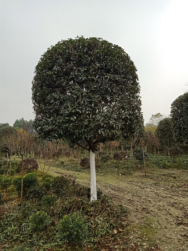 自家苗圃供应精品桂花