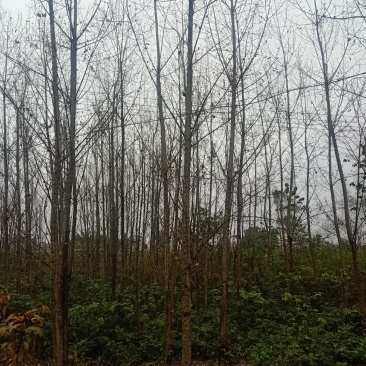 自家苗圃供应精品白杨树