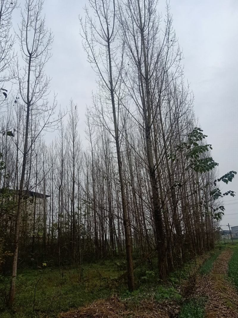 自家苗圃供应精品白杨树