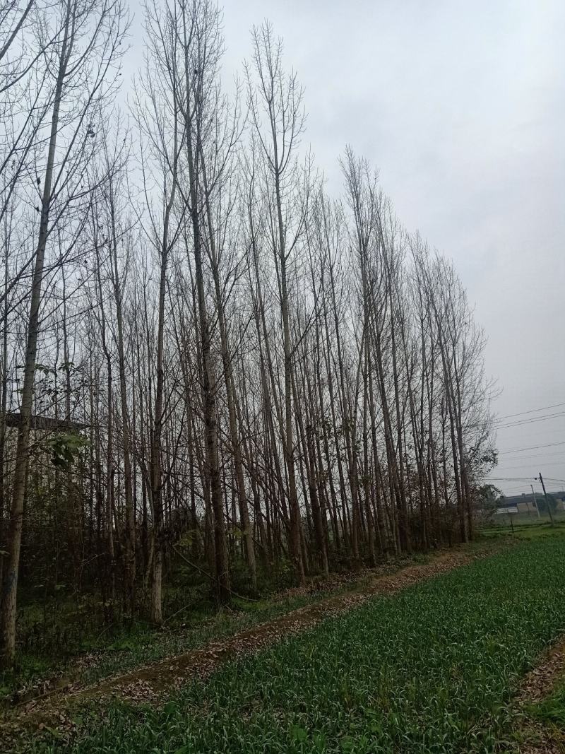 自家苗圃供应精品白杨树
