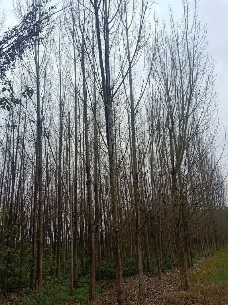 自家苗圃供应精品白杨树