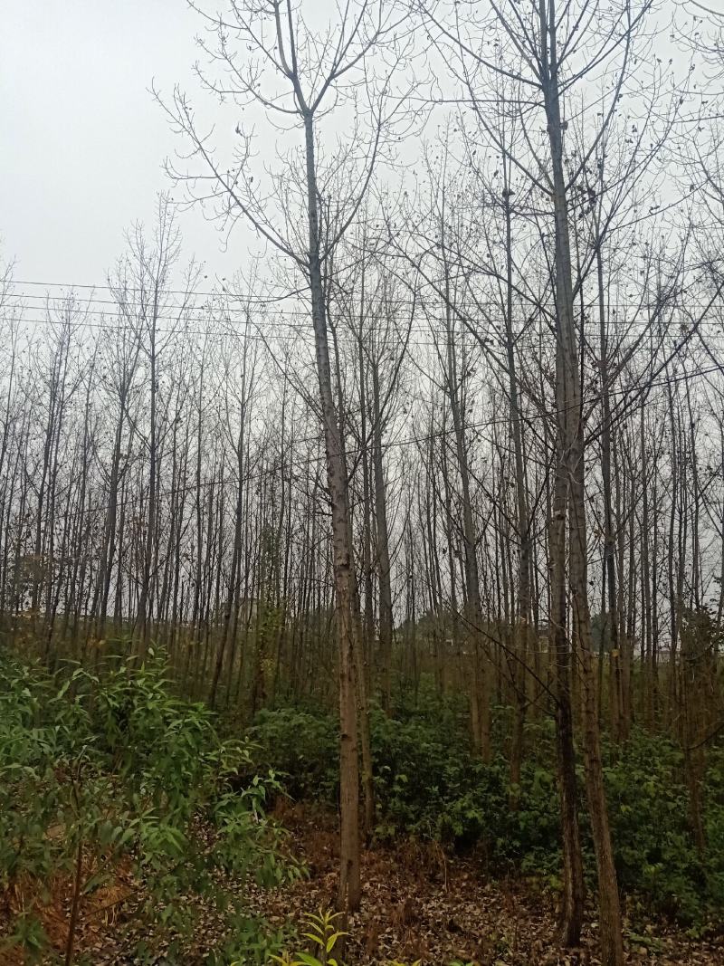 自家苗圃供应精品白杨树