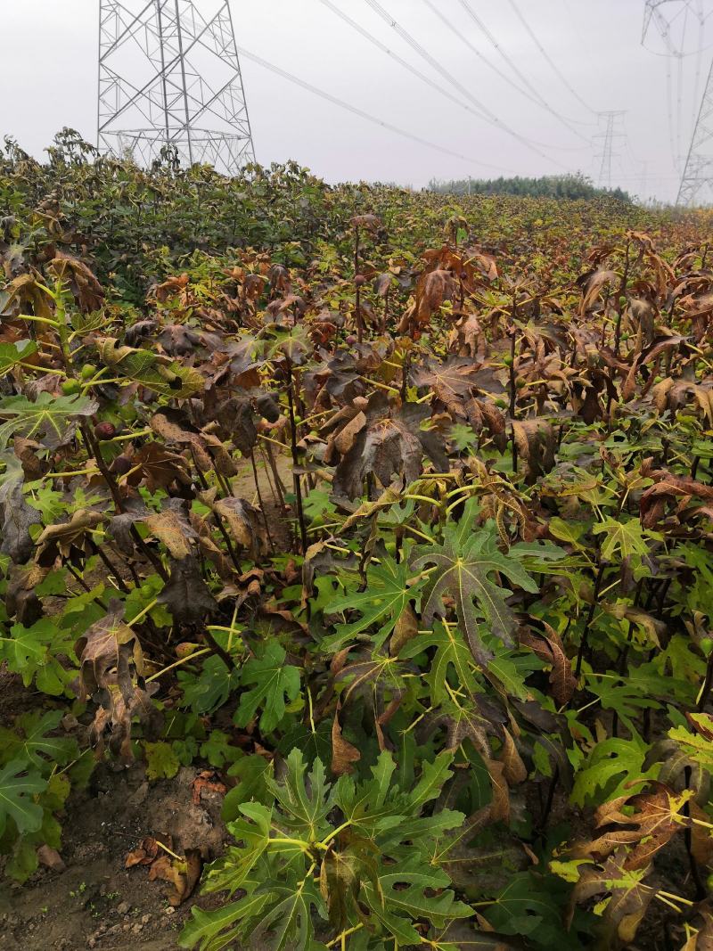 波姬红无花果树苗价格紫果树苗，布兰瑞克无花果苗