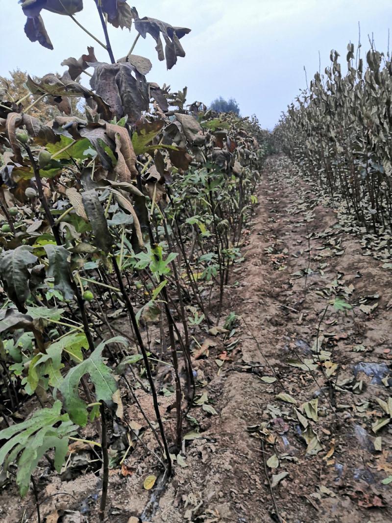 波姬红无花果树苗价格紫果树苗，布兰瑞克无花果苗