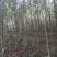 自家苗圃供应精品白杨树