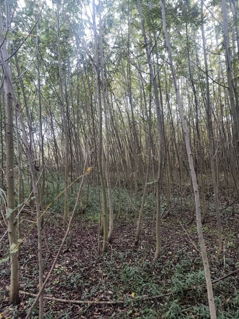 自家苗圃供应精品白杨树