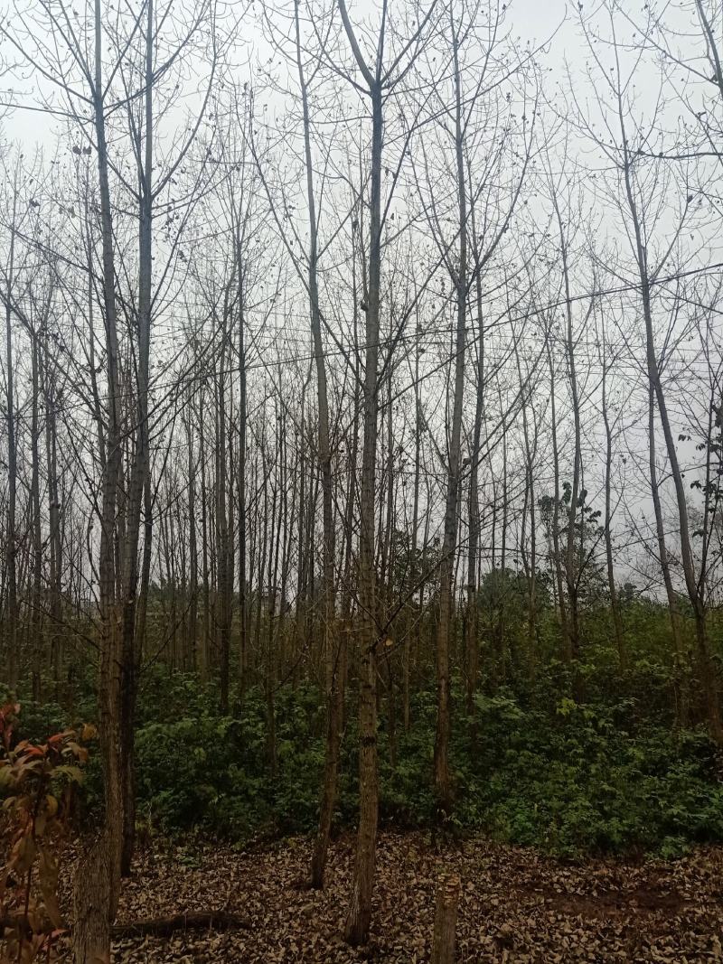自家苗圃供应精品白杨树