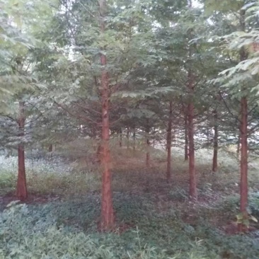 自家苗圃供应精品水杉