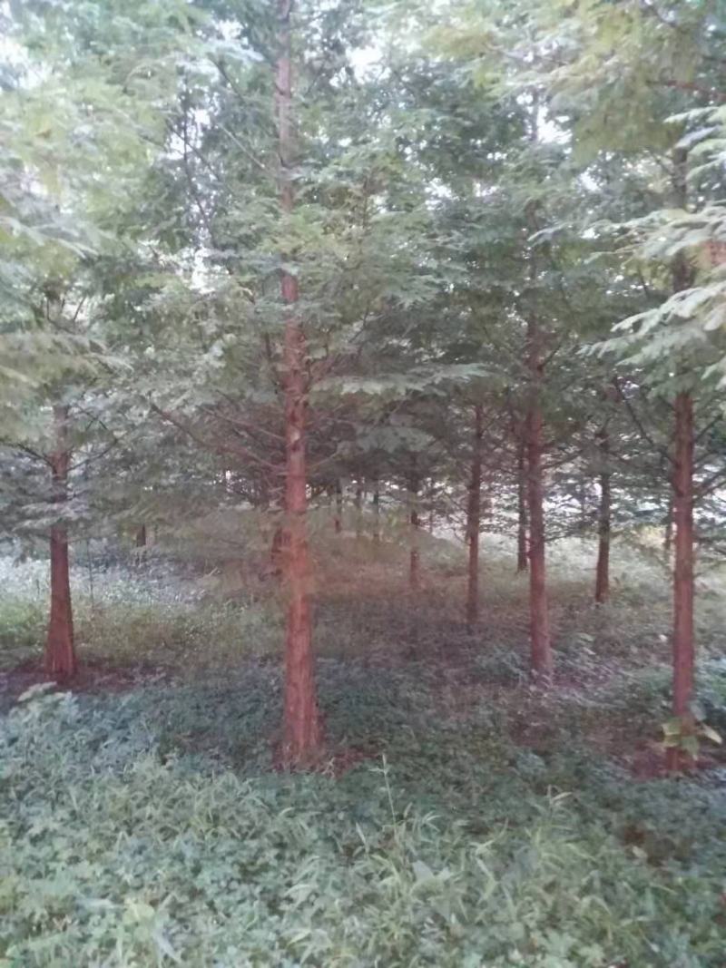 自家苗圃供应精品水杉