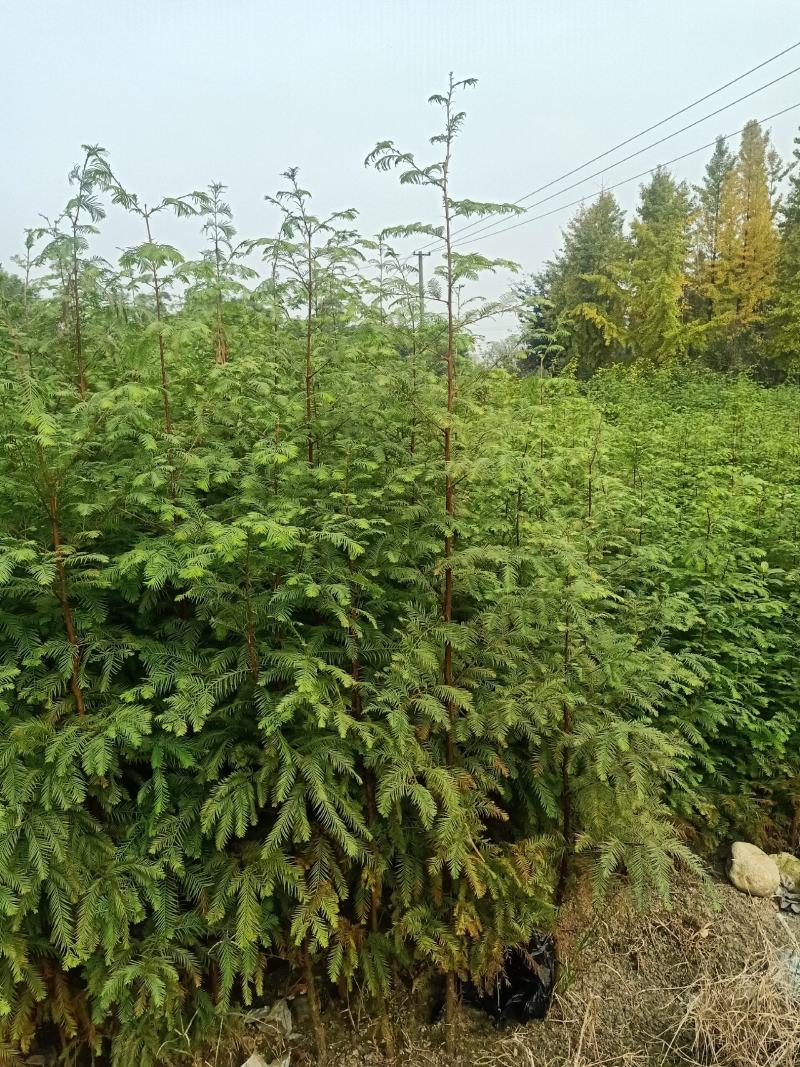 自家苗圃供应精品水杉