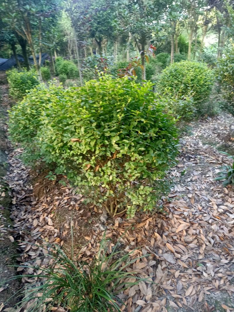 自家苗圃供应精品水杉