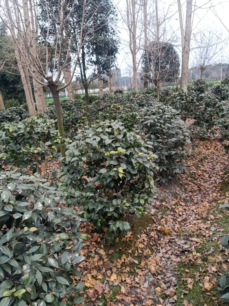 自家苗圃供应精品水杉