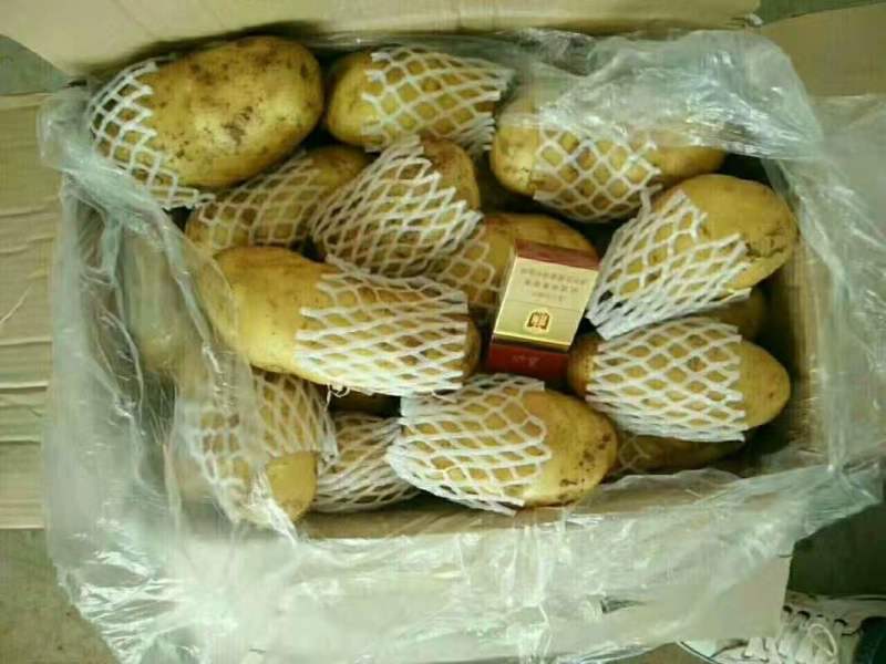荷兰十五土豆大量供应货源充足无黑心无发芽