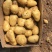 荷兰十五土豆大量供应货源充足无黑心无发芽