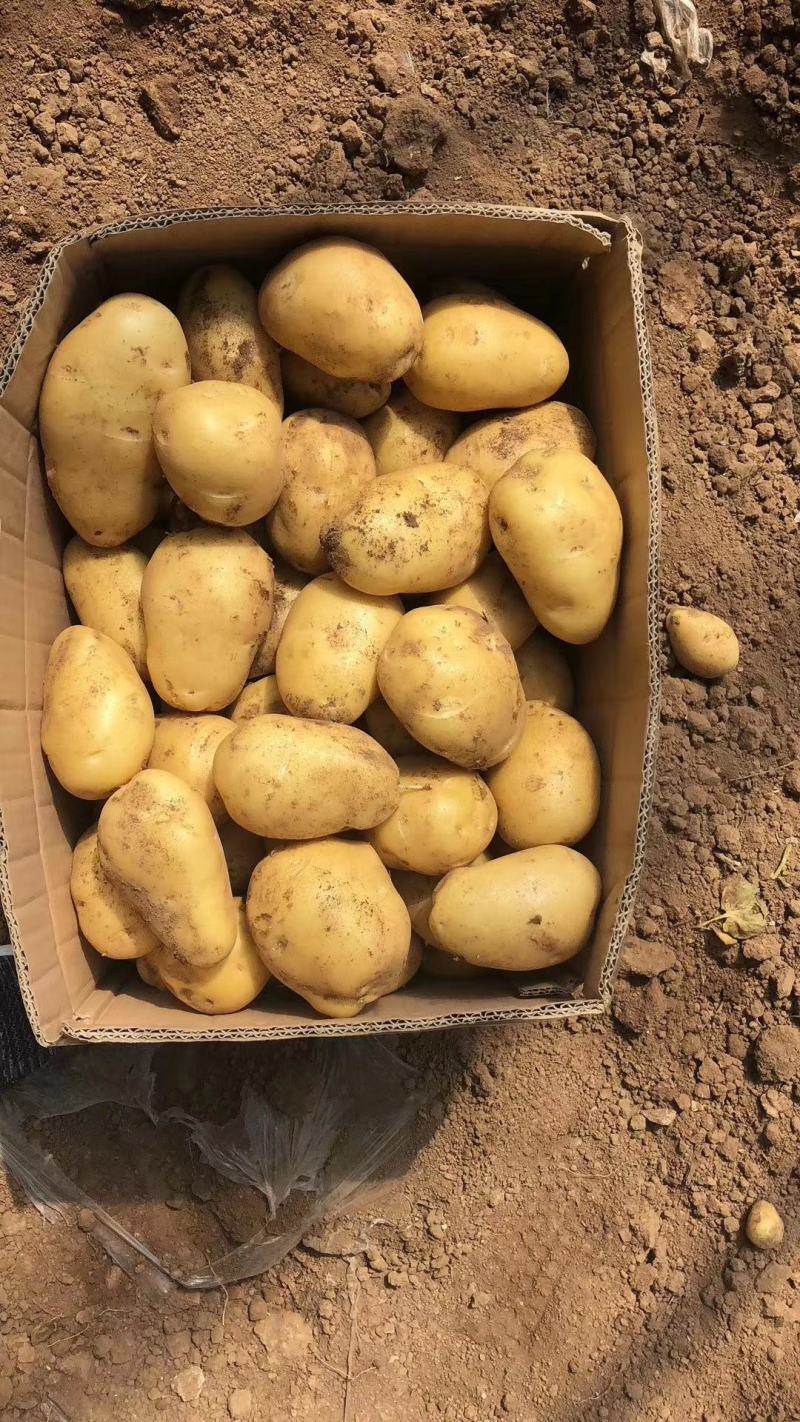 荷兰十五土豆大量供应货源充足无黑心无发芽