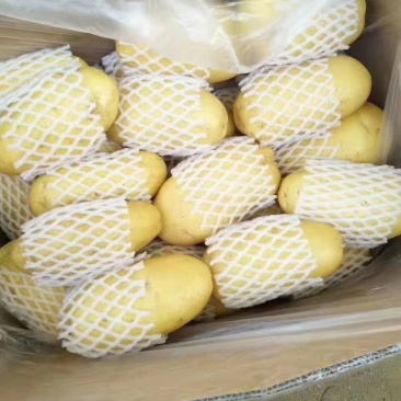 荷兰十五土豆大量供应货源充足无黑心无发芽