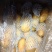 荷兰十五土豆大量供应货源充足无黑心无发芽