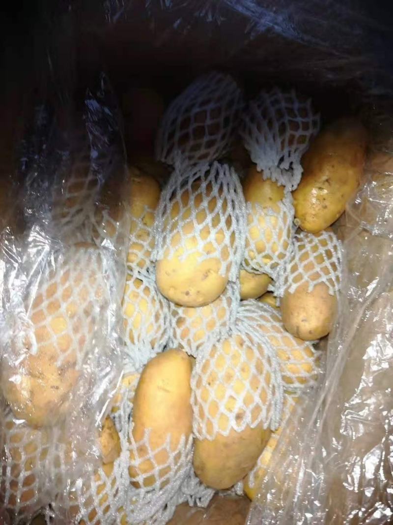 荷兰十五土豆大量供应货源充足无黑心无发芽