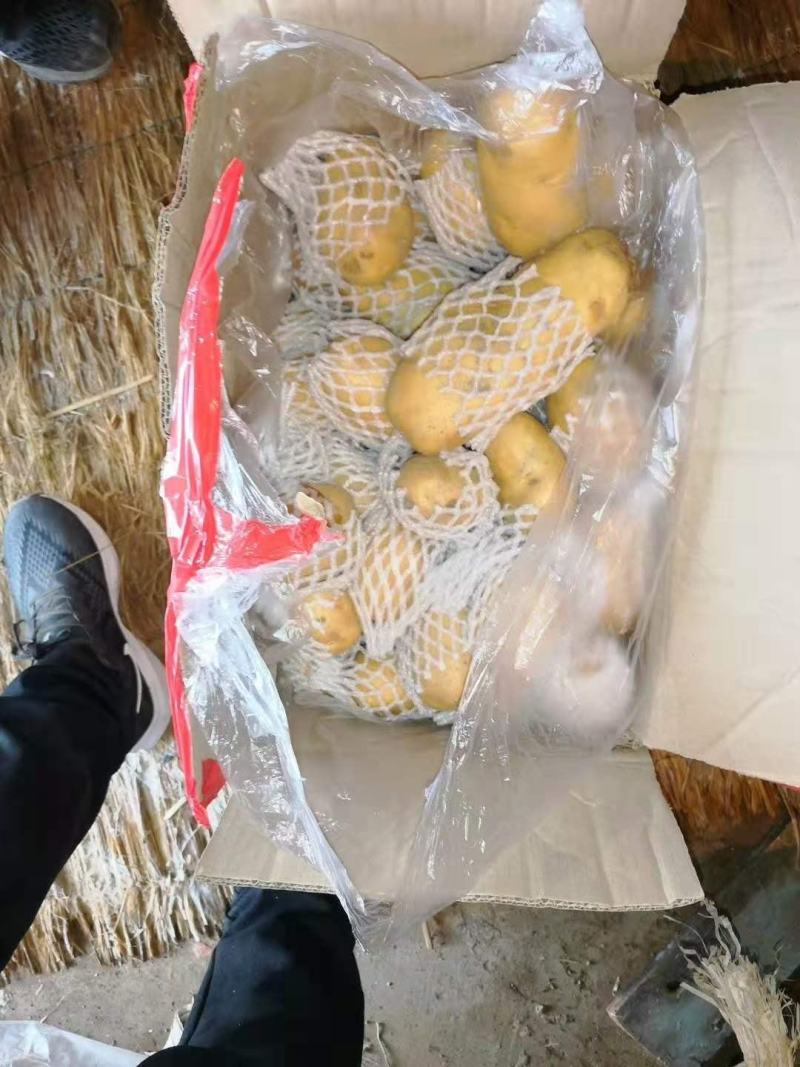 荷兰十五土豆大量供应货源充足无黑心无发芽