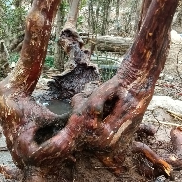 小叶乌饭下山桩大量供应