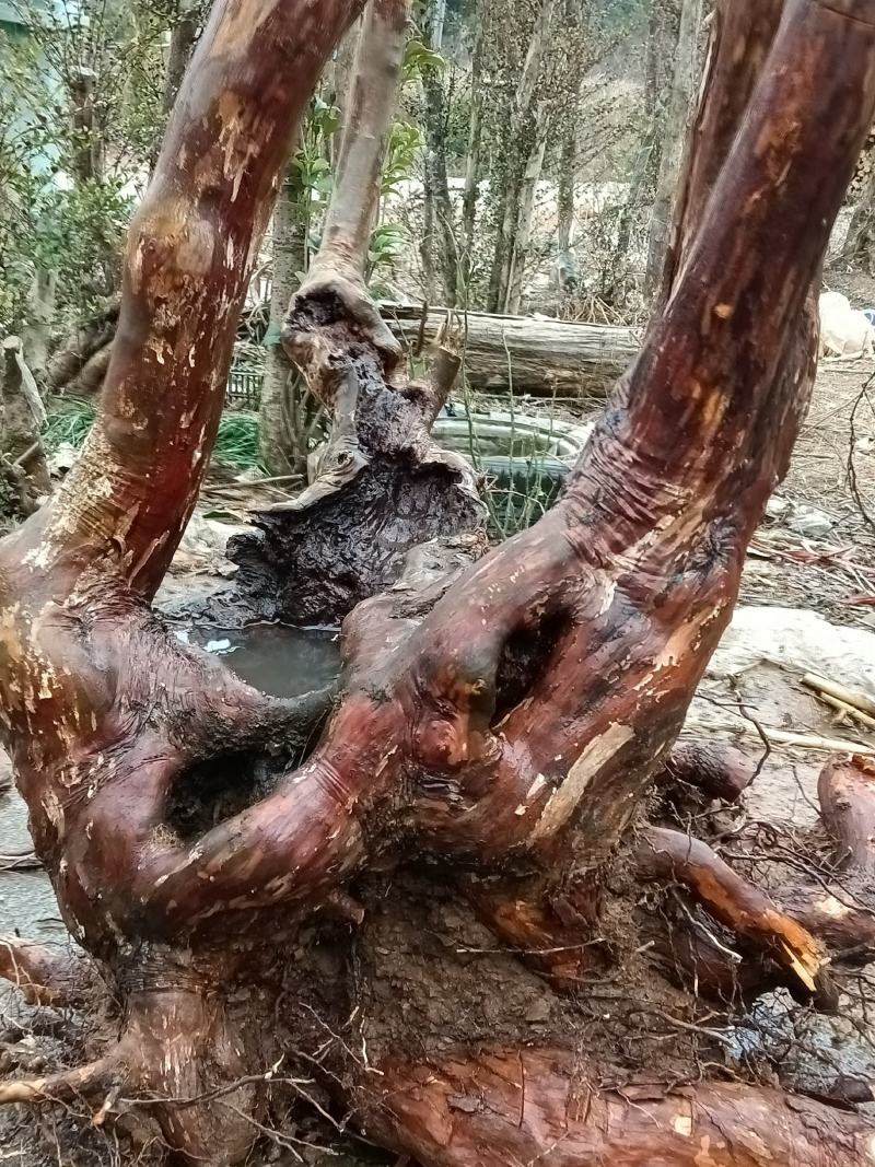 小叶乌饭下山桩大量供应