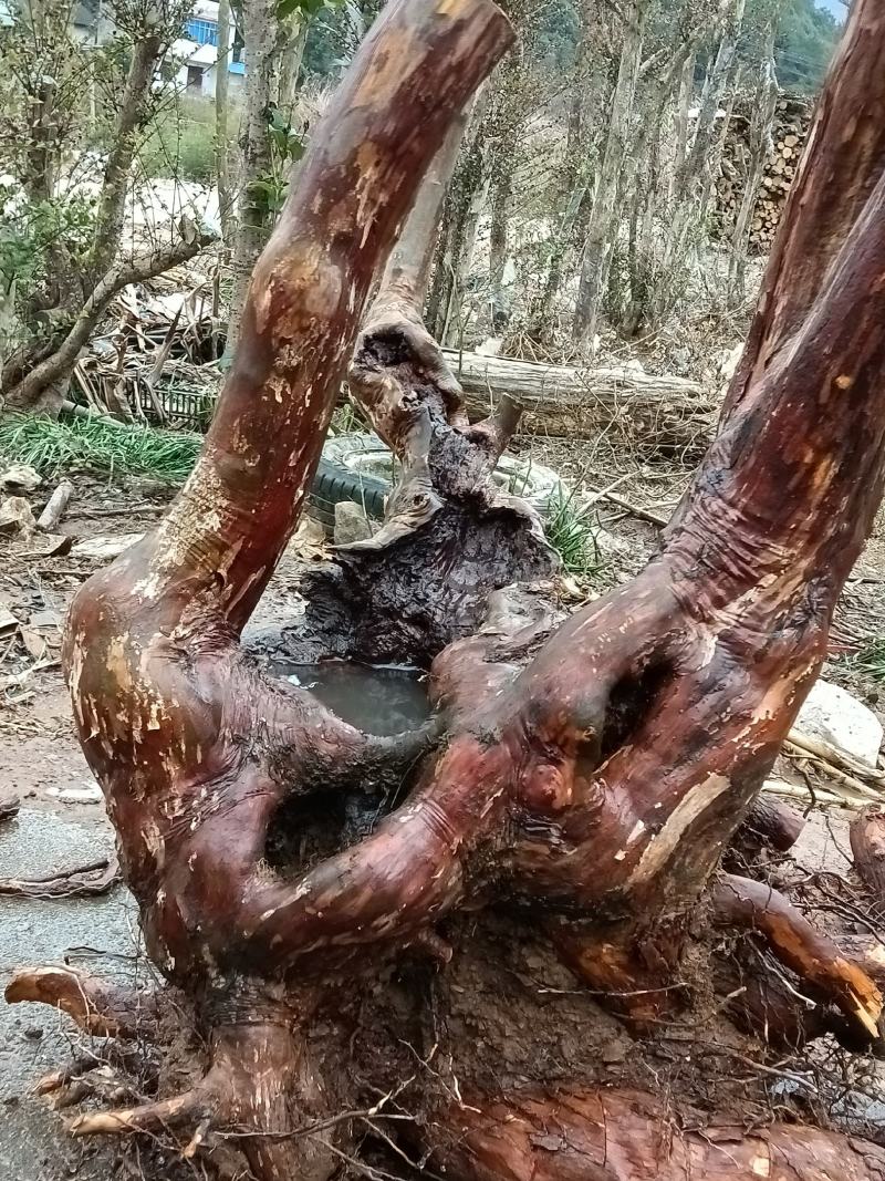 小叶乌饭下山桩大量供应