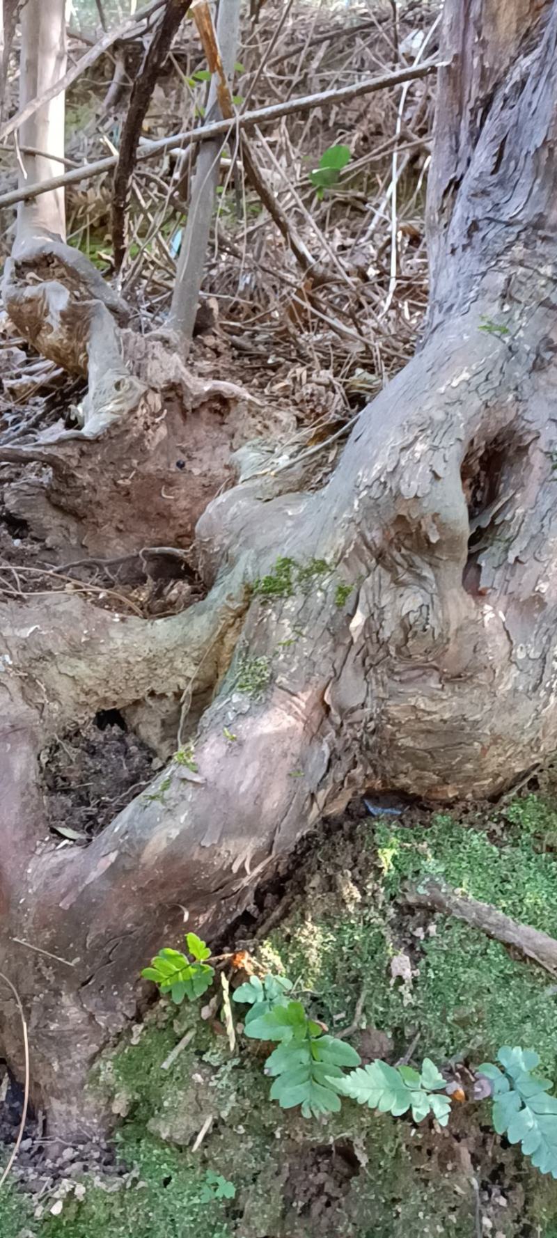 小叶乌饭下山桩大量供应