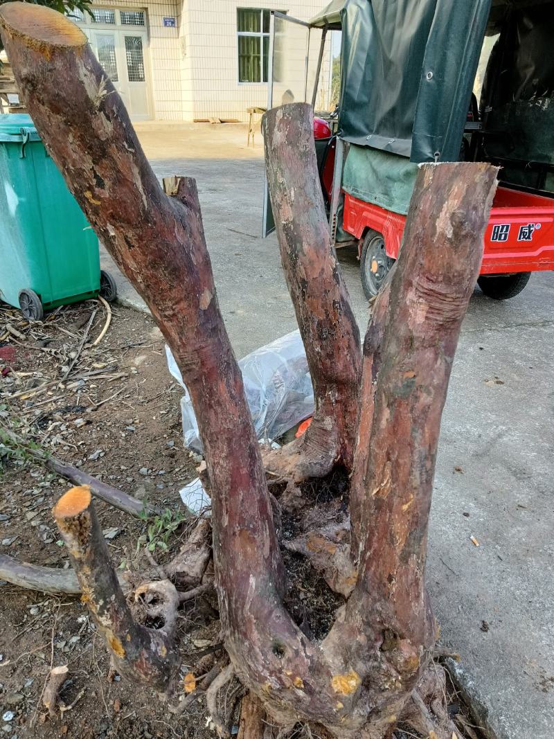 小叶乌饭下山桩大量供应