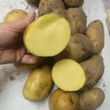 内蒙古黄金薯土豆