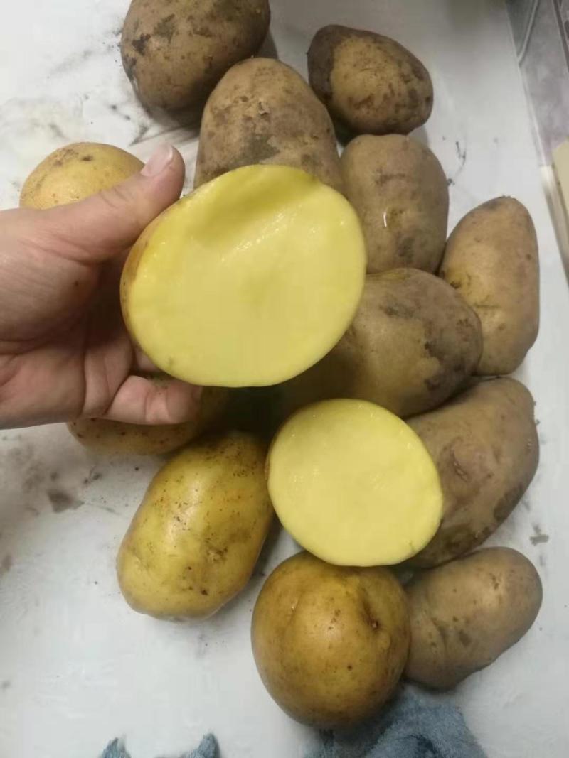 内蒙古黄金薯土豆