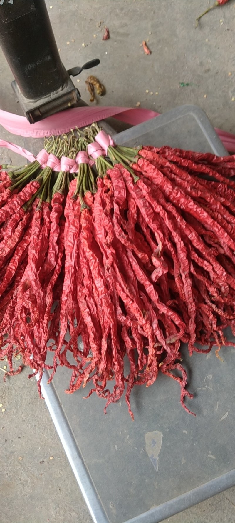 贵州省毕节市大方土特产皱椒线椒味道独特微辣特香炒菜火锅