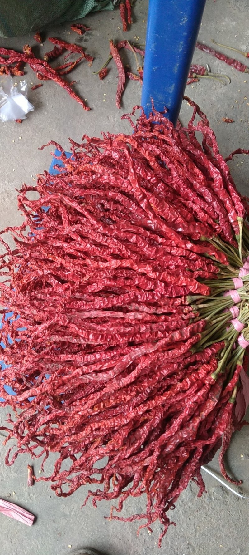 贵州省毕节市大方土特产皱椒线椒味道独特微辣特香炒菜火锅