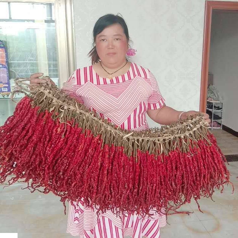 贵州省毕节市大方土特产皱椒线椒味道独特微辣特香炒菜火锅