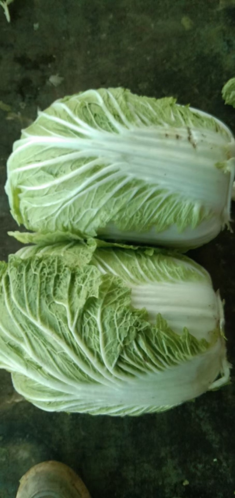 库存大白菜，毛菜，净菜都有