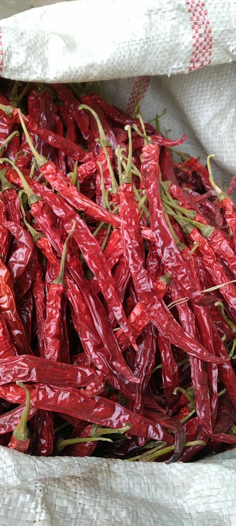 贵州毕节土特产大方本地二荆条香辣炒菜火锅烧烤配料