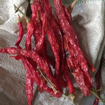 贵州毕节土特产大方本地二荆条香辣炒菜火锅烧烤配料