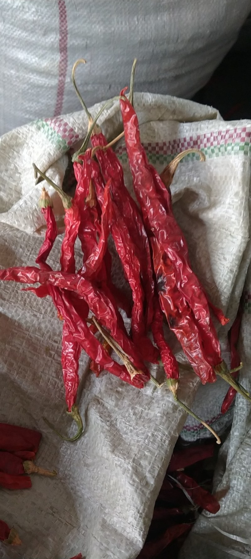 贵州毕节土特产大方本地二荆条香辣炒菜火锅烧烤配料
